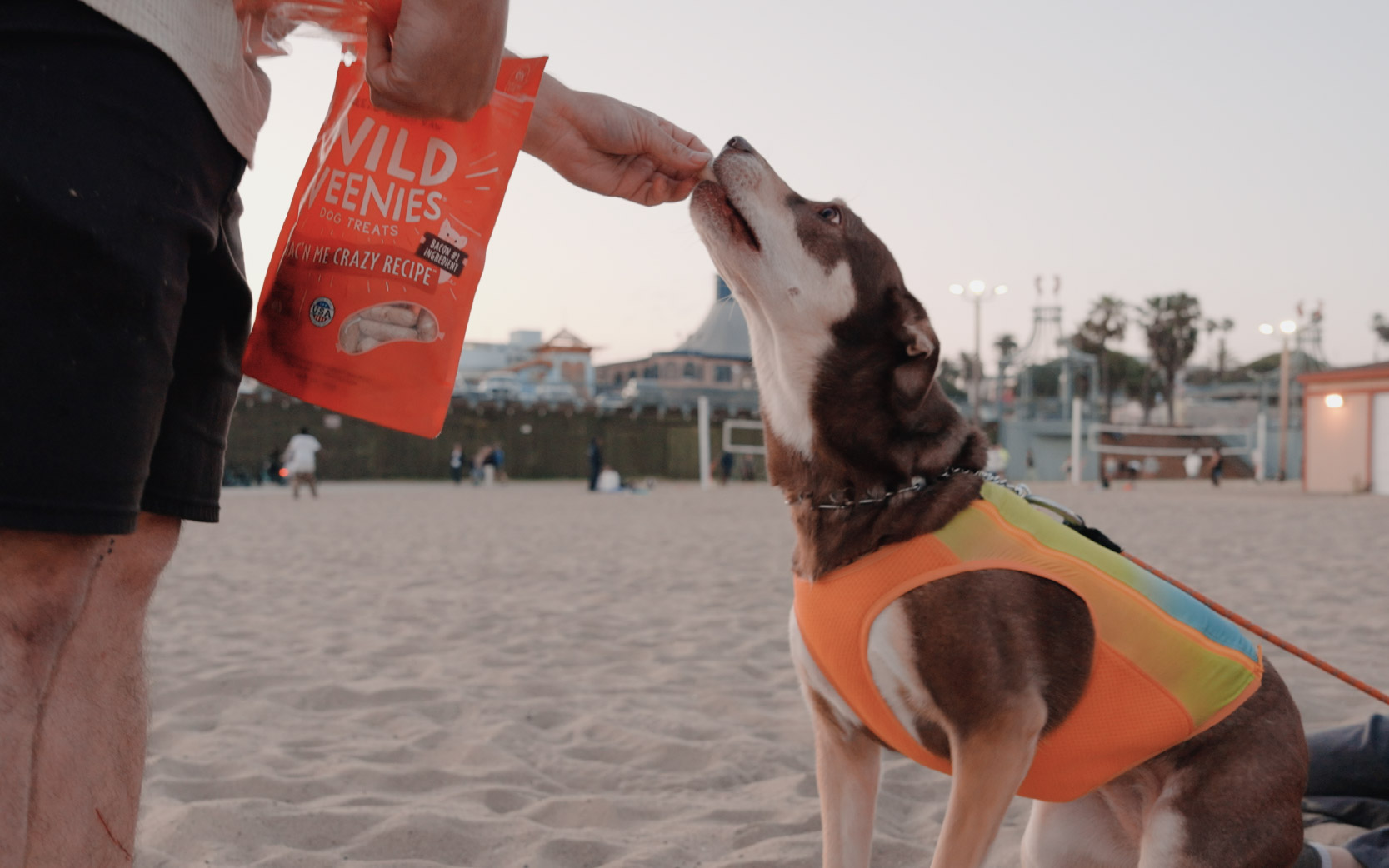 Stella & Chewy's Social Growth